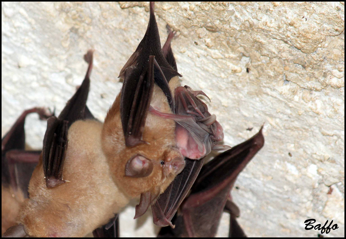 Pipistrelli,di che tipo?